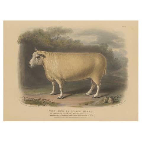 Old Lithograph of a Ram of the New Leicester Breed - 1841