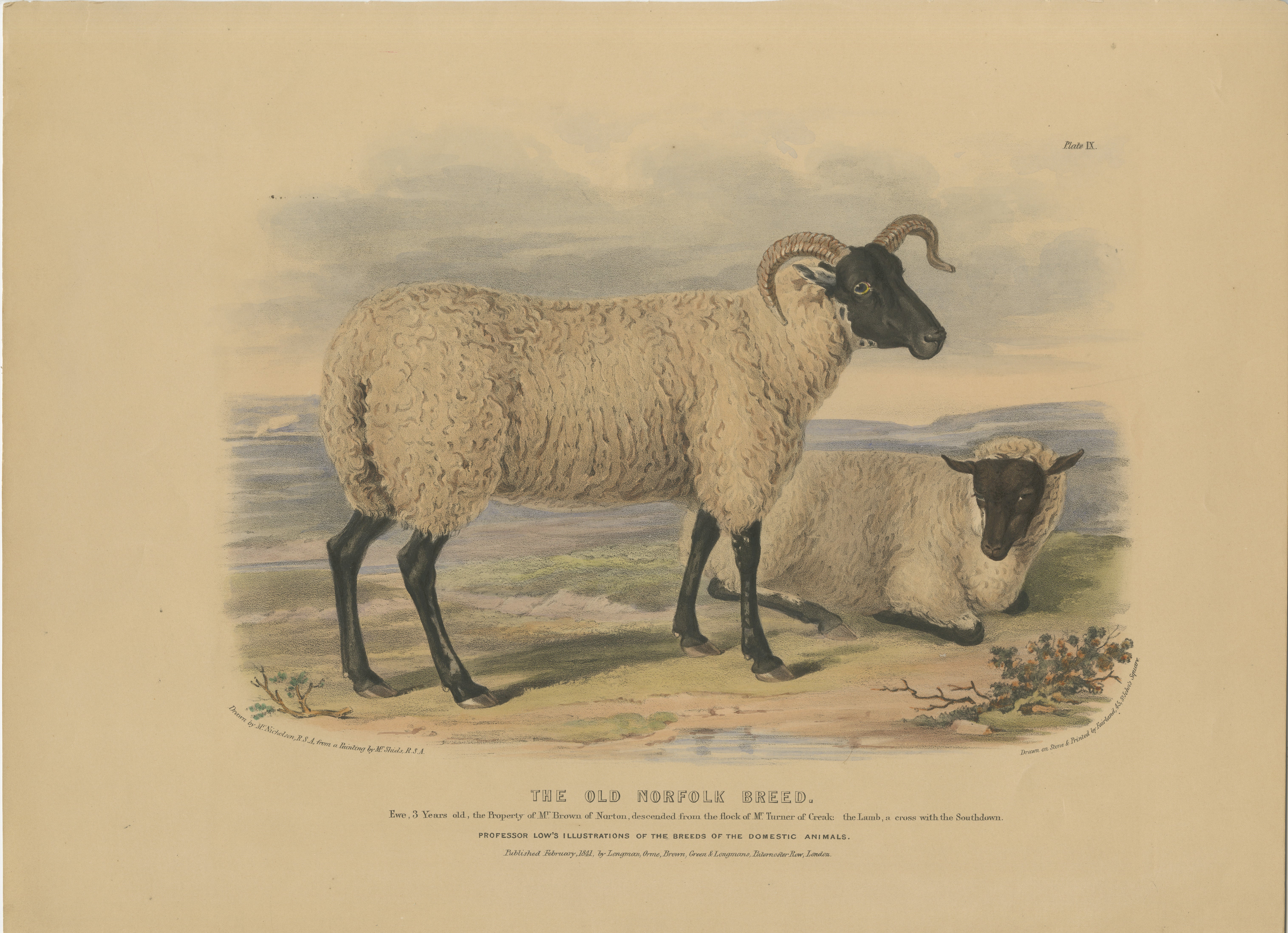 Altkolorierte Lithografie von Fairland nach W. Nicholson, aus 