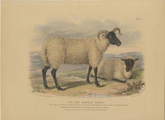 Old Lithograph of an Ewe and Lamb of the Old Norfolk Breed - 1841