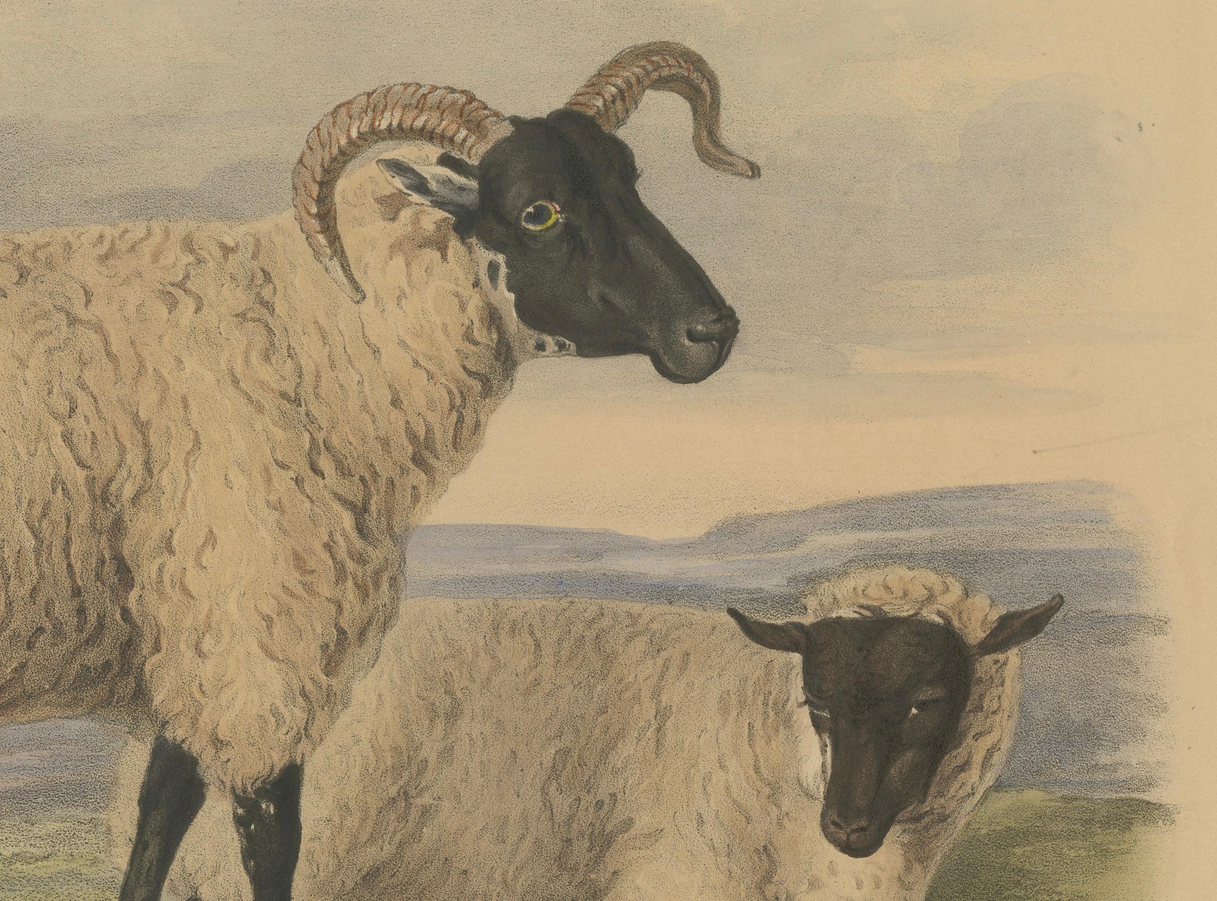 Alte Lithographie eines Eibens und eines Lamms aus Old Norfolk Breed – 1841 im Zustand „Gut“ im Angebot in Langweer, NL
