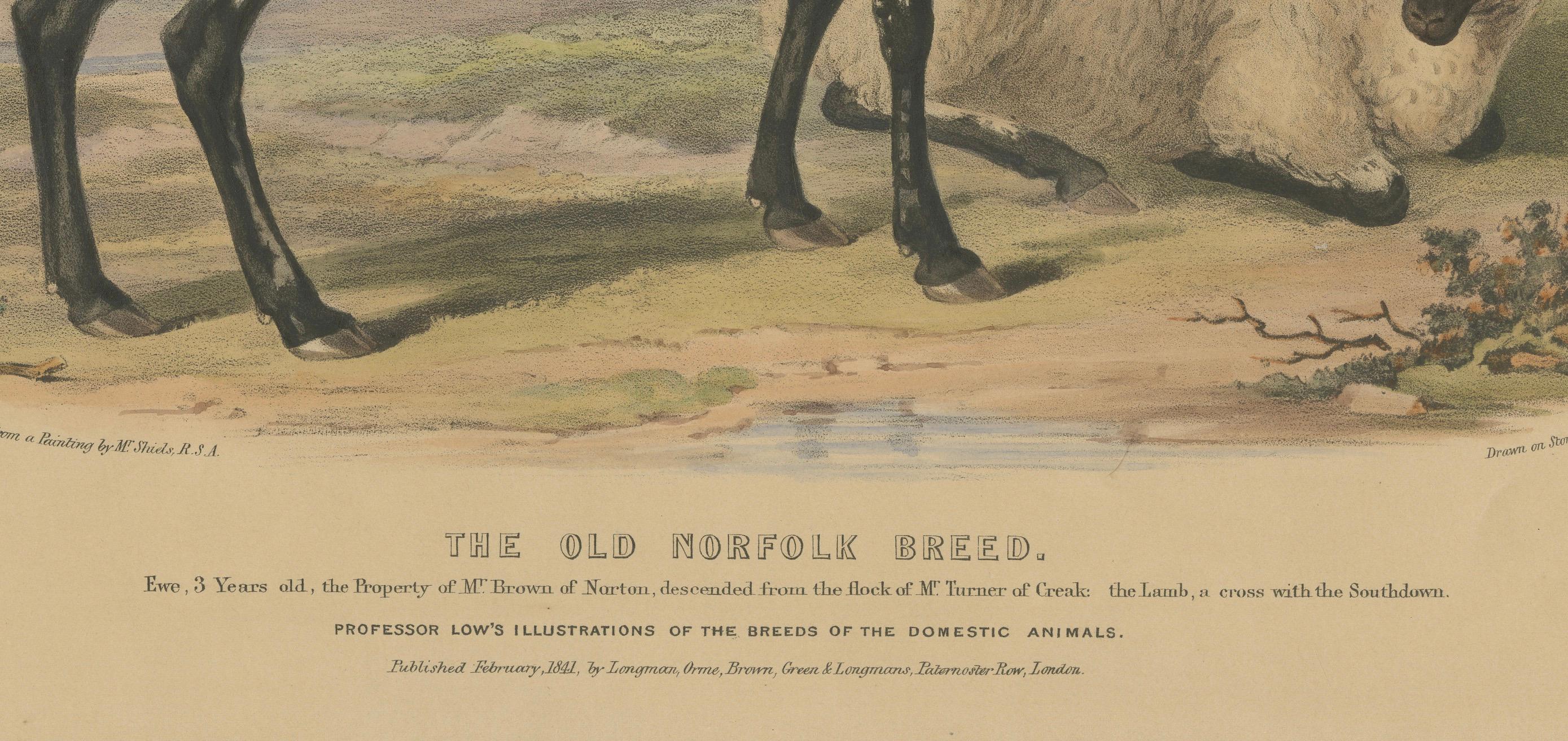 Alte Lithographie eines Eibens und eines Lamms aus Old Norfolk Breed – 1841 (Mittleres 19. Jahrhundert) im Angebot