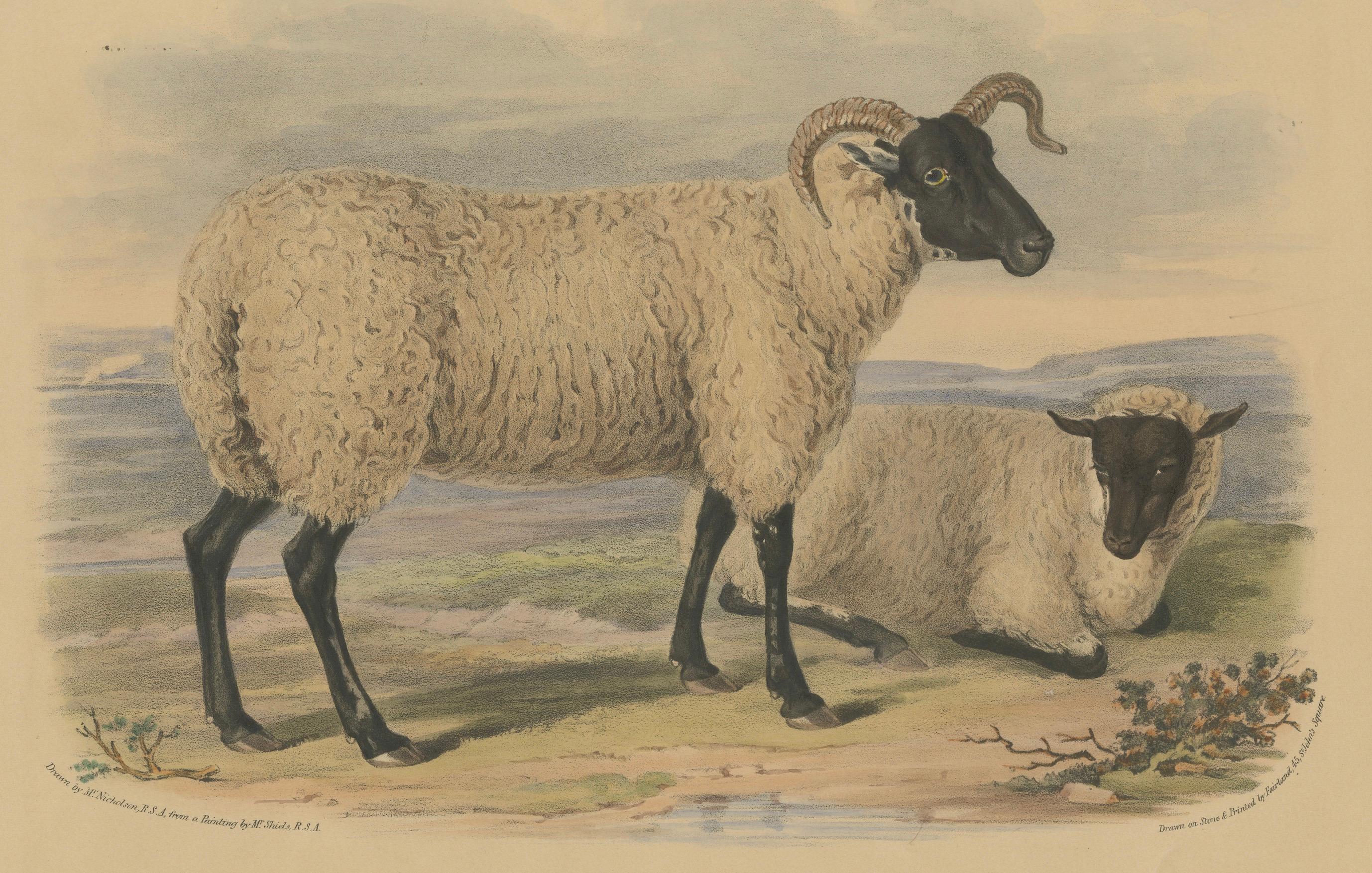 Alte Lithographie eines Eibens und eines Lamms aus Old Norfolk Breed – 1841 (Papier) im Angebot