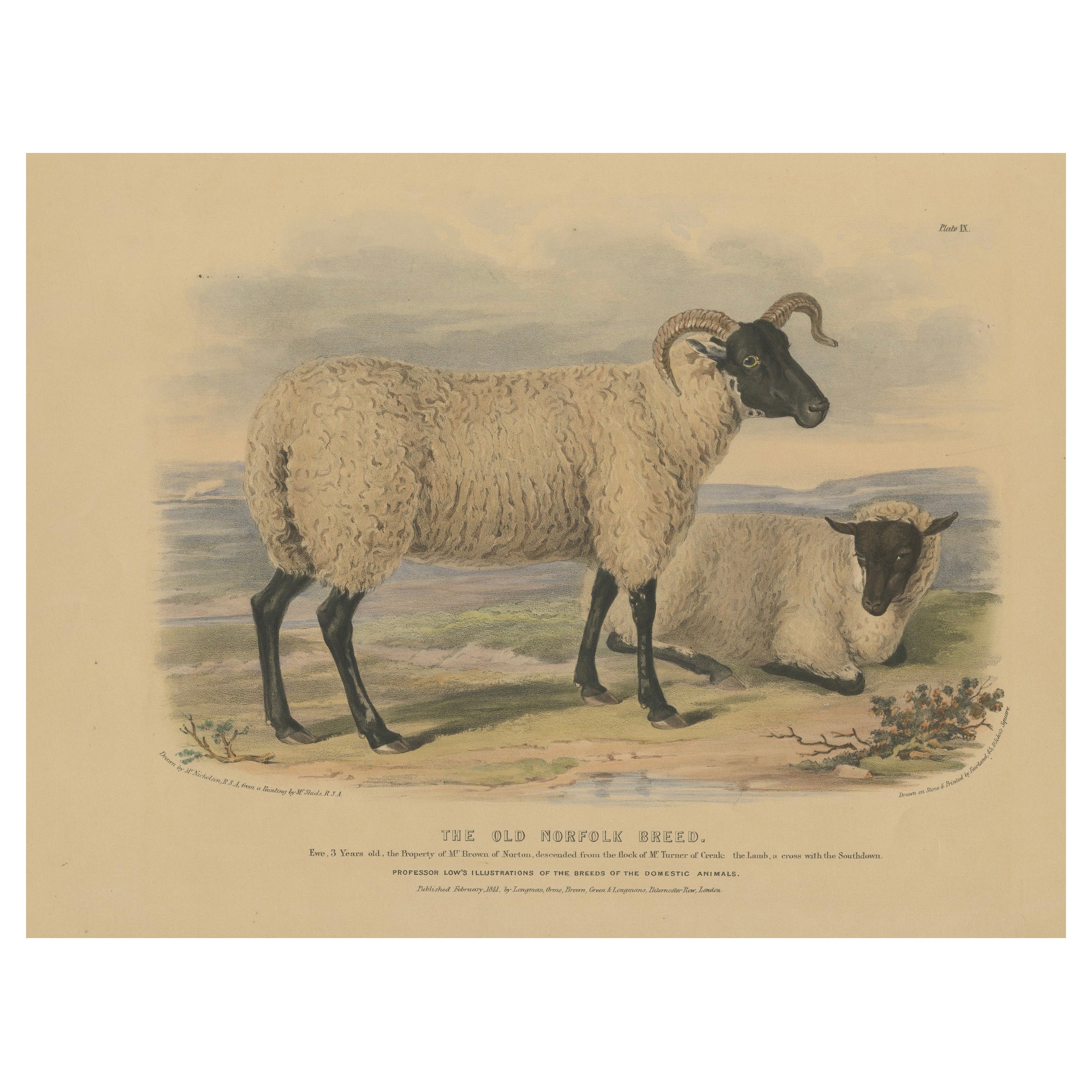 Old Lithograph of an Ewe and Lamb of the Old Norfolk Breed - 1841