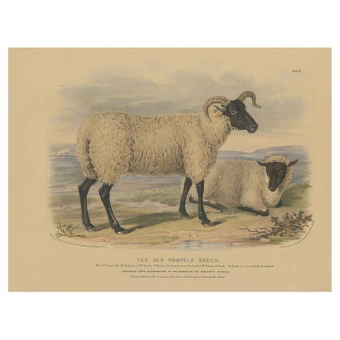 Old Lithograph of an Ewe and Lamb of the Old Norfolk Breed - 1841