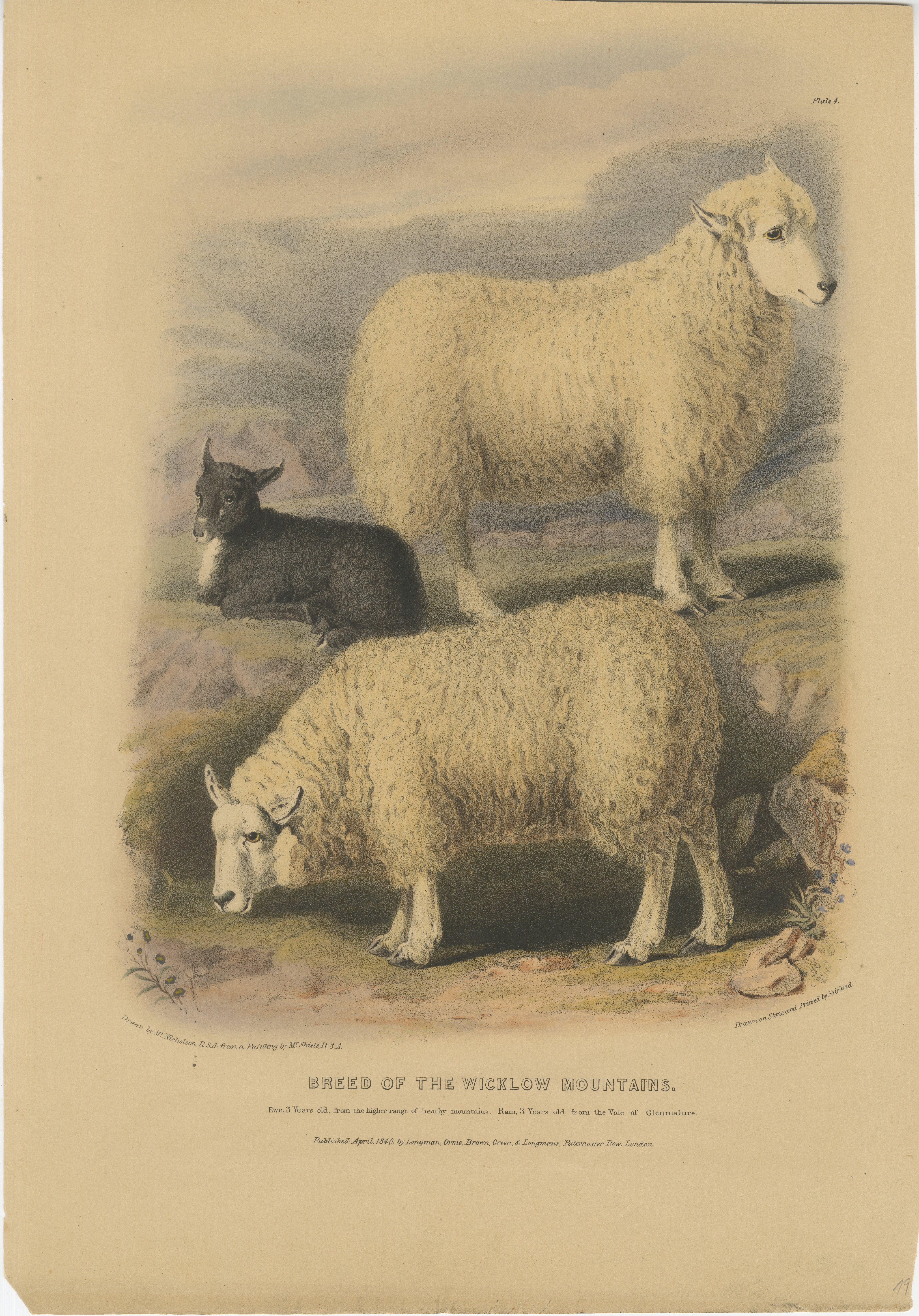 Antigua litografía coloreada de Fairland según W. Nicholson, de 