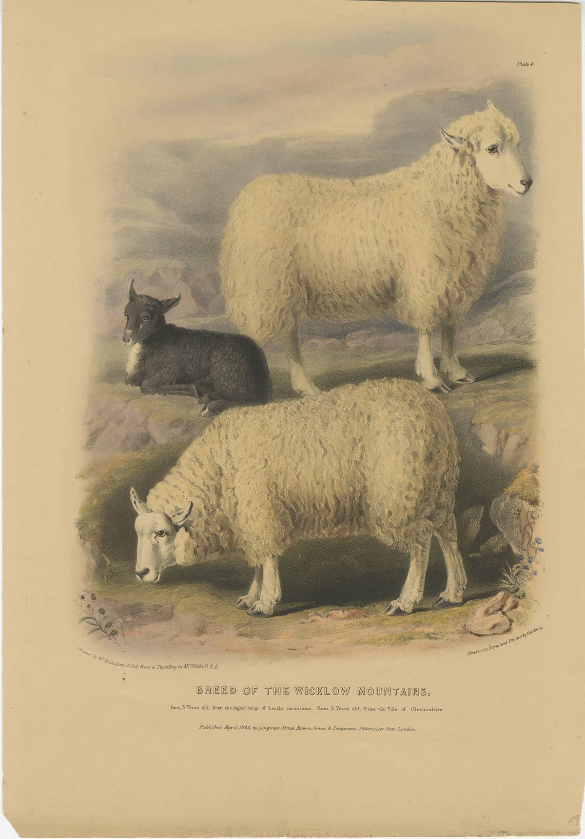 Old Lithograph of Ewe, Ram, and Lamb of the Wicklow Mountains in Ireland - 1842
