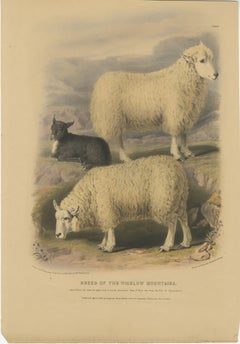 Old Lithograph of Ewe, Ram, and Lamb of the Wicklow Mountains in Ireland - 1842