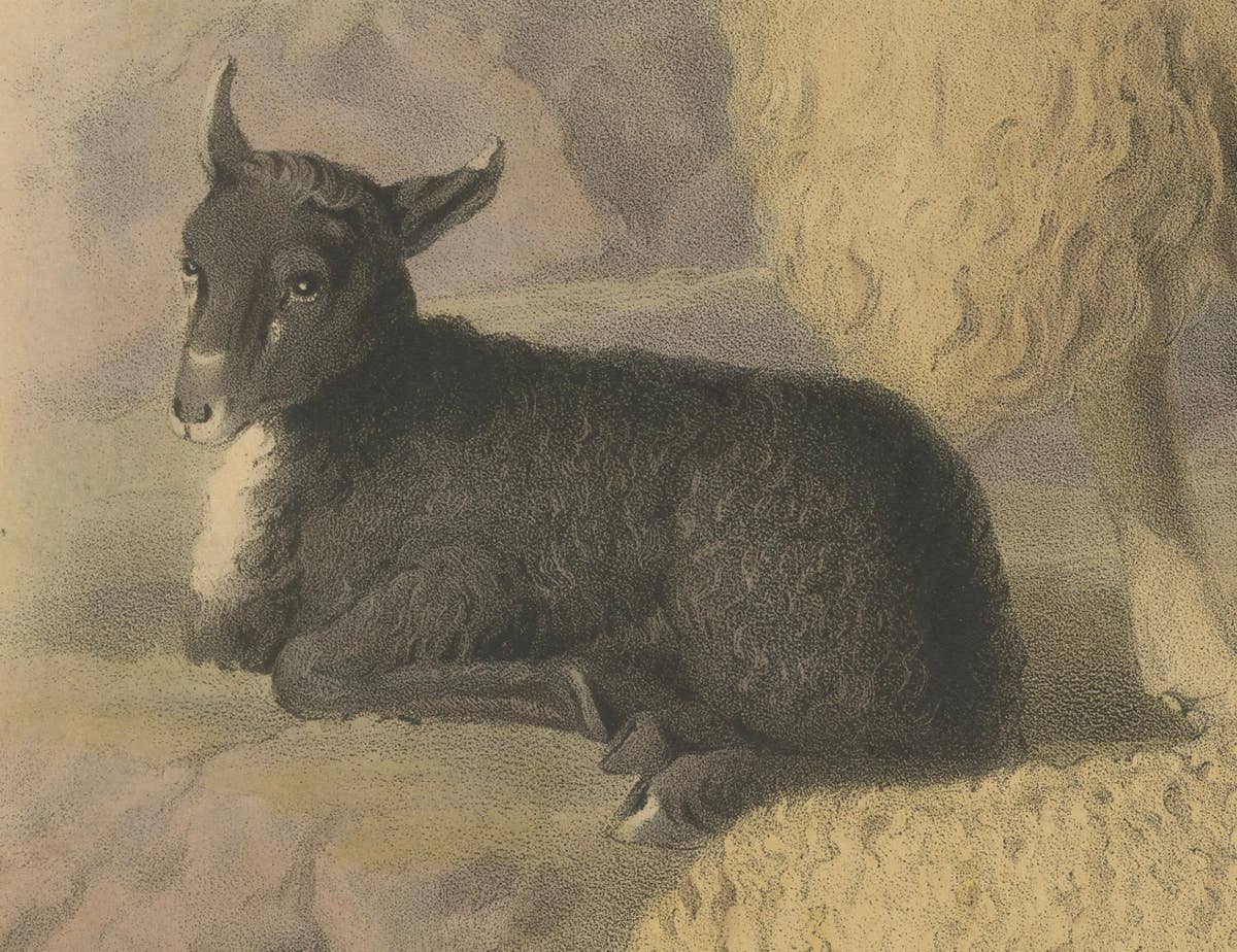 Old Lithograph of Ewe, Ram, and Lamb of the Wicklow Mountains in Ireland - 1842
