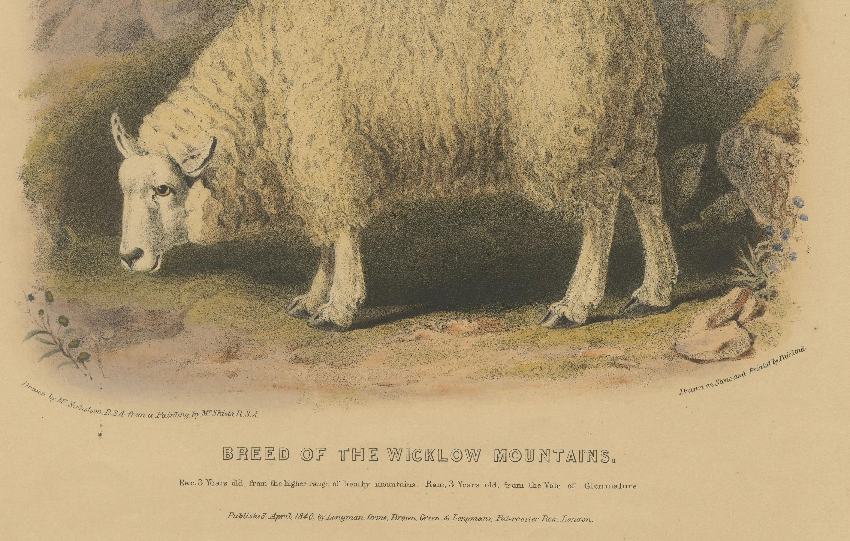 Litografía antigua de oveja, carnero y cordero de las montañas de Wicklow en Irlanda - 1842 Mediados del siglo XIX en venta