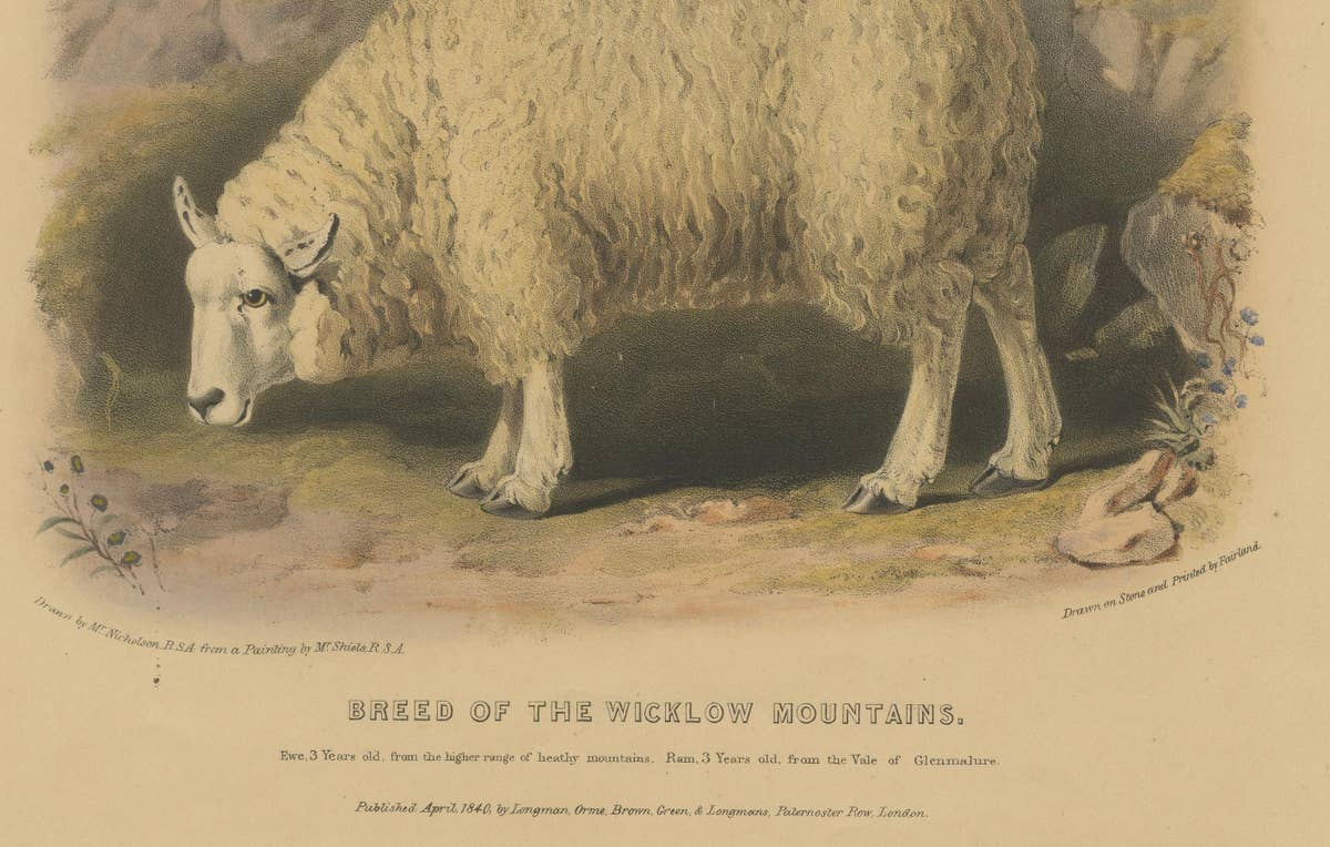 Old Lithograph of Ewe, Ram, and Lamb of the Wicklow Mountains in Ireland - 1842