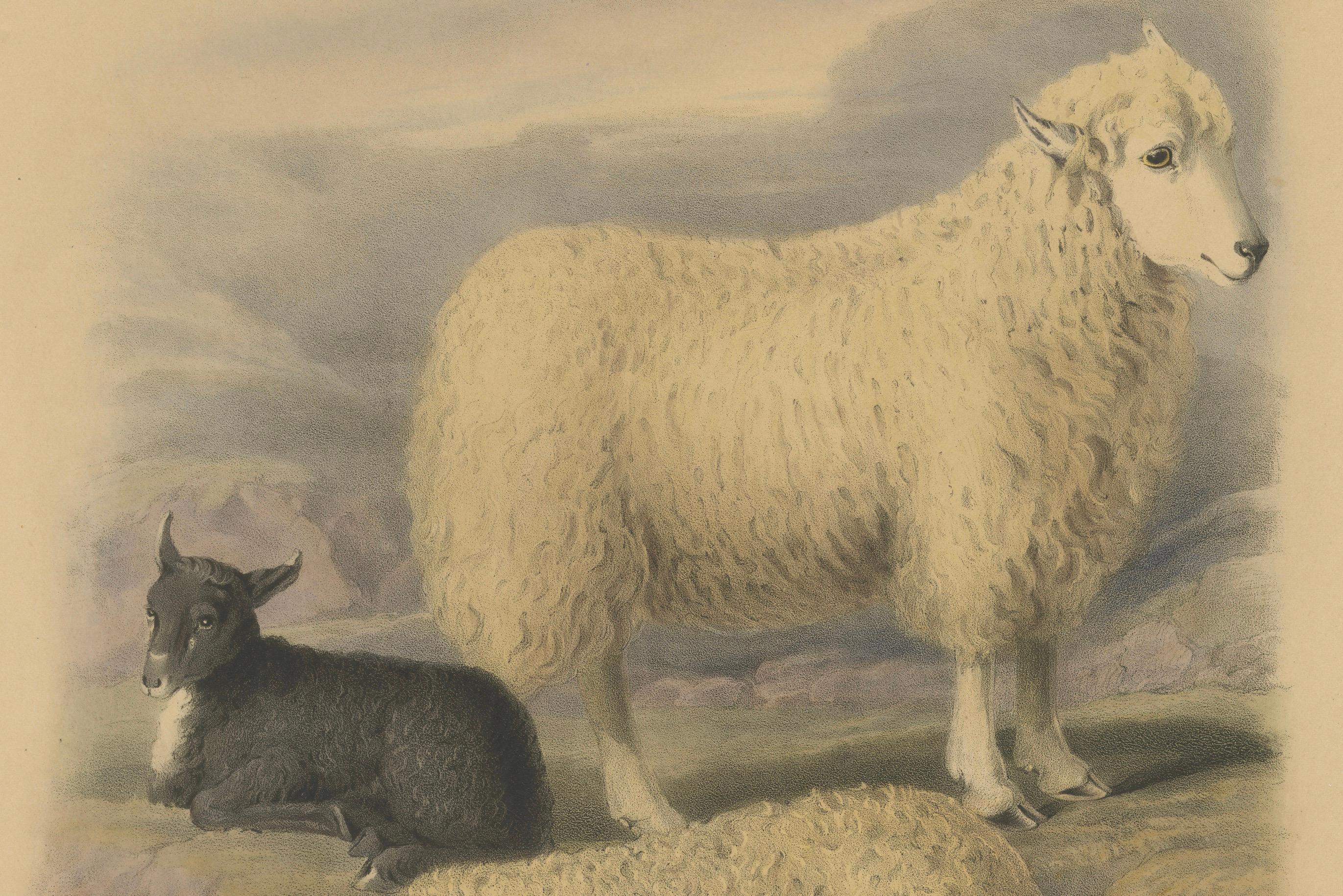 Litografía antigua de oveja, carnero y cordero de las montañas de Wicklow en Irlanda - 1842 Papel en venta