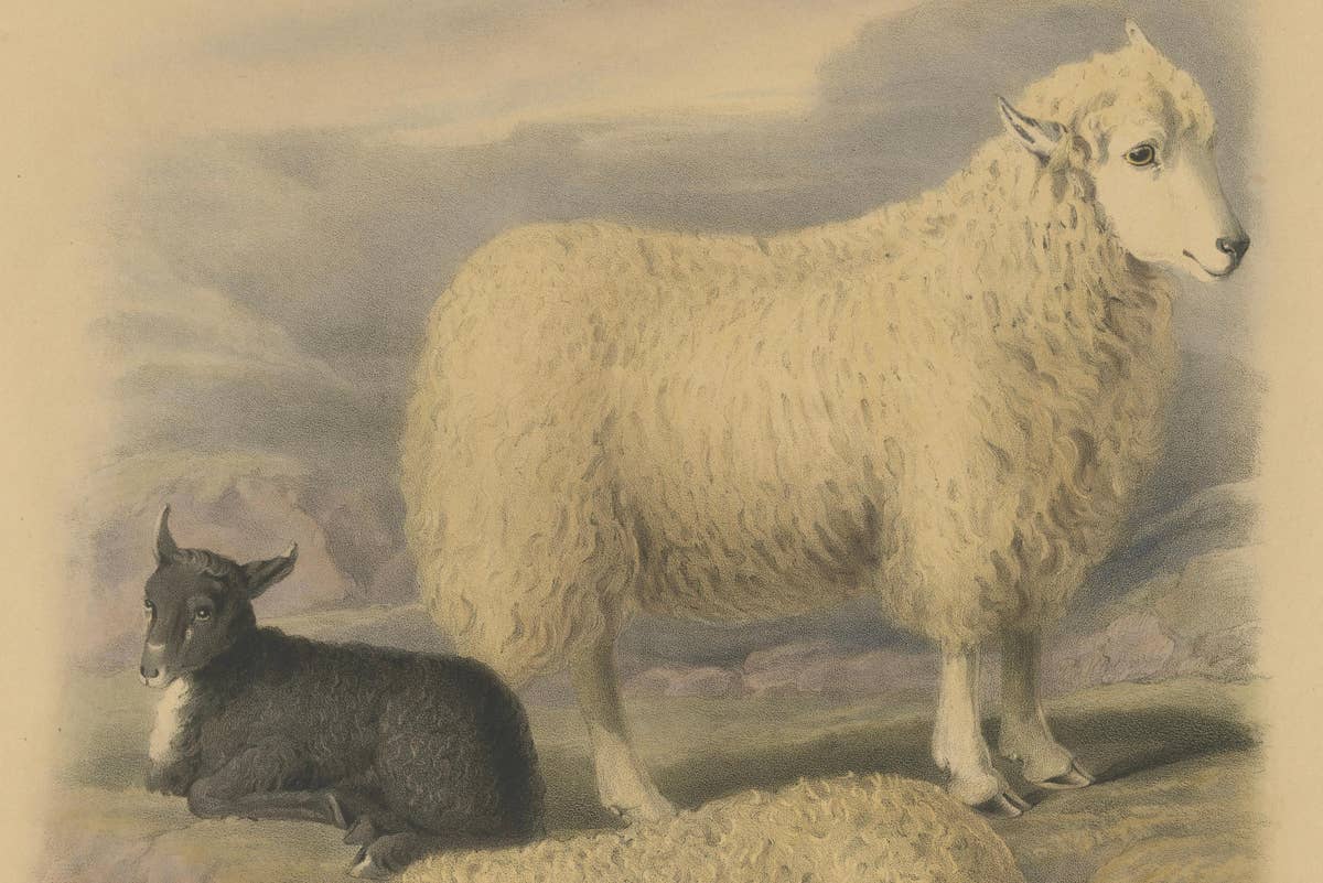 Old Lithograph of Ewe, Ram, and Lamb of the Wicklow Mountains in Ireland - 1842