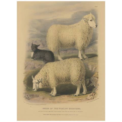Old Lithograph of Ewe, Ram, and Lamb of the Wicklow Mountains in Ireland - 1842