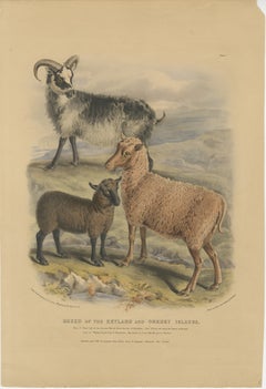 Old Lithograph of Ewe, Ram and Lamb of the Zetland and Orkney Islands - 1842