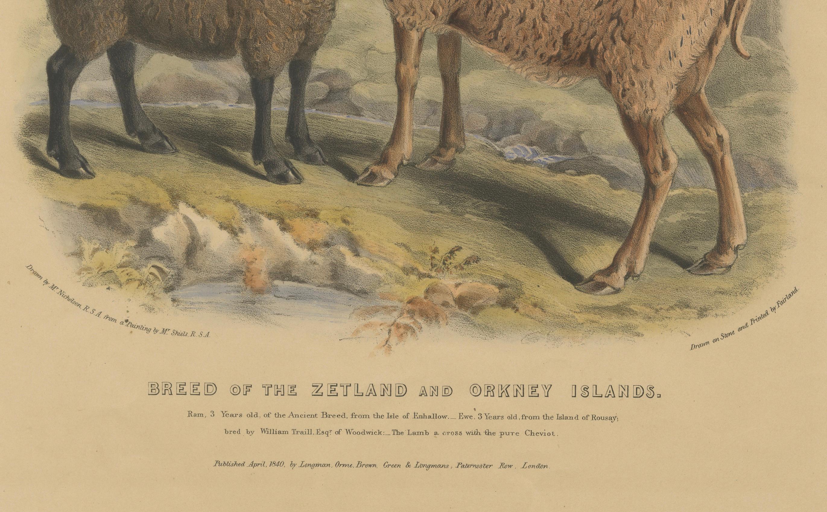 Alte Lithographie von Ewe, Widder und Lamm der Zetland- und Orkney-Inseln - 1842 im Zustand „Gut“ im Angebot in Langweer, NL