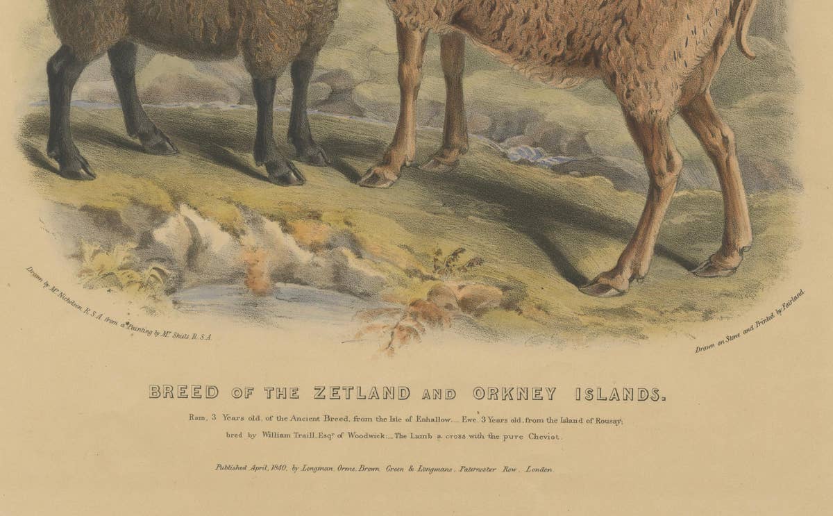 Old Lithograph of Ewe, Ram and Lamb of the Zetland and Orkney Islands - 1842