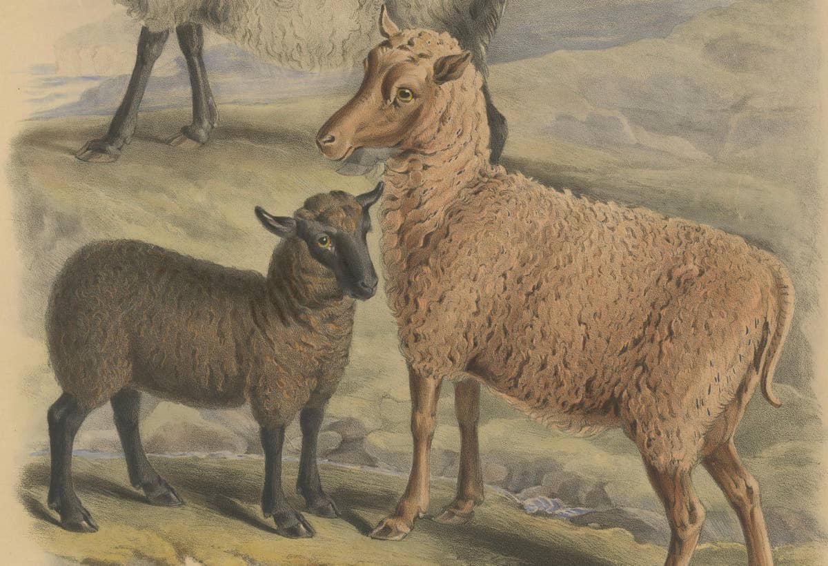 Old Lithograph of Ewe, Ram and Lamb of the Zetland and Orkney Islands - 1842