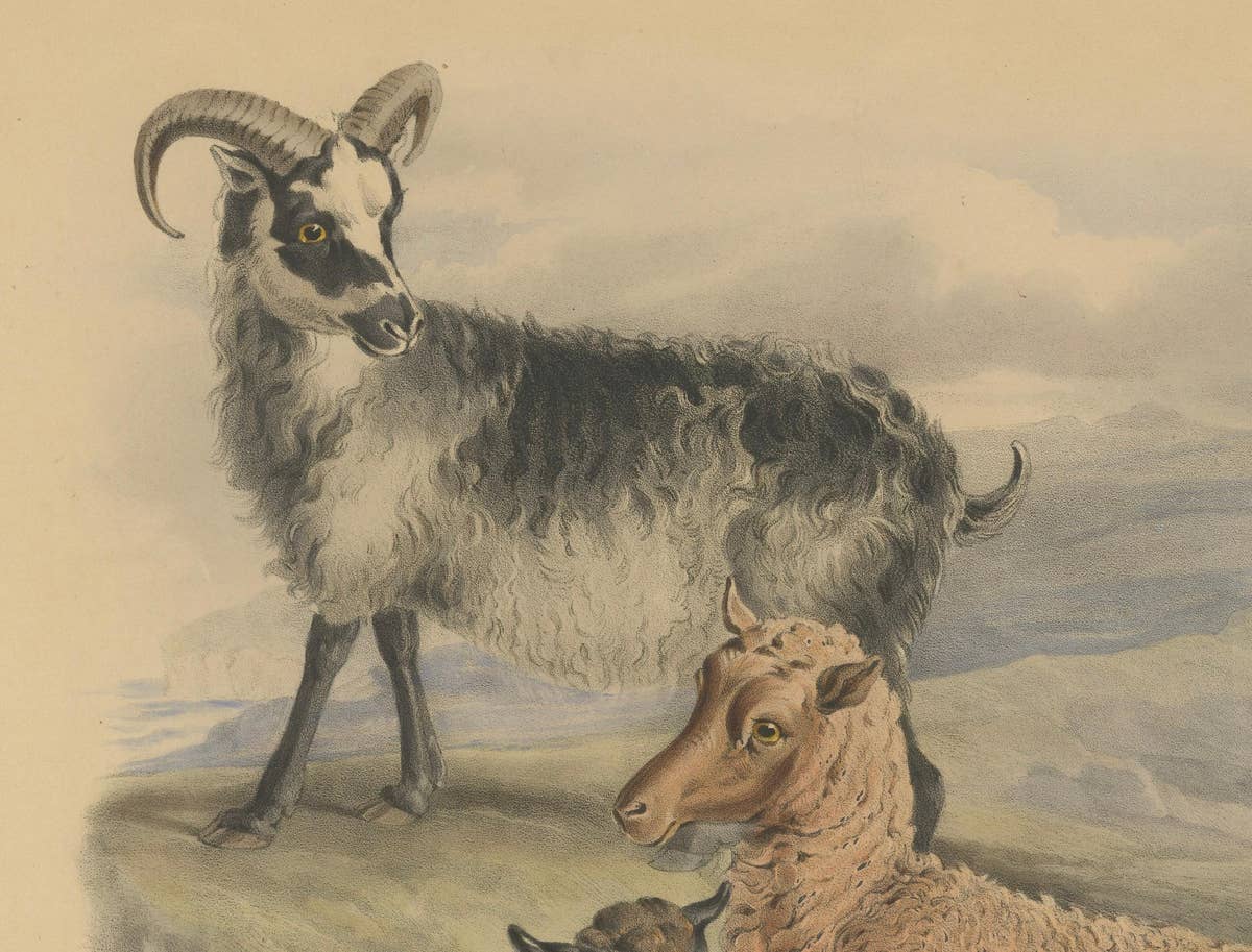 Old Lithograph of Ewe, Ram and Lamb of the Zetland and Orkney Islands - 1842
