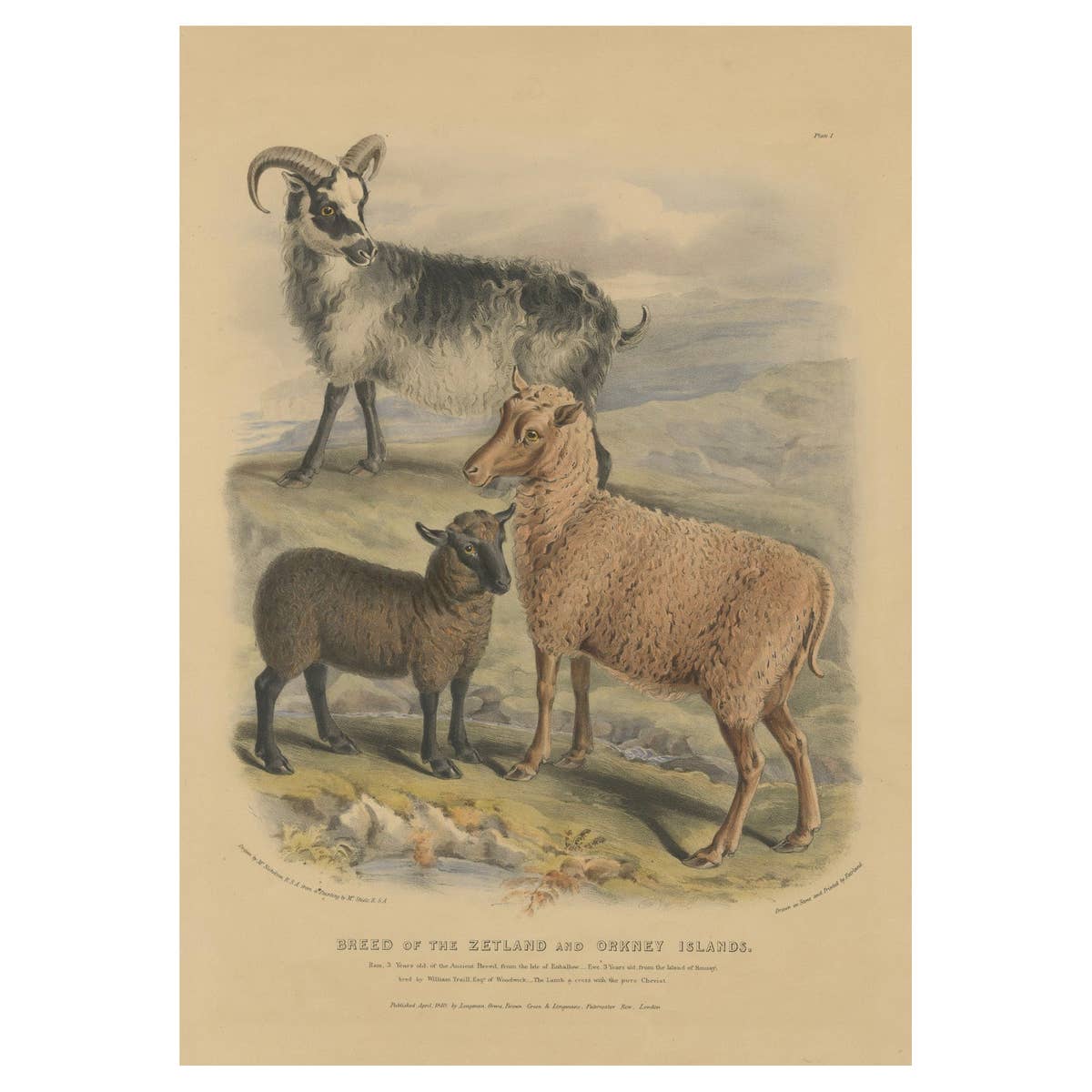 Old Lithograph of Ewe, Ram and Lamb of the Zetland and Orkney Islands - 1842