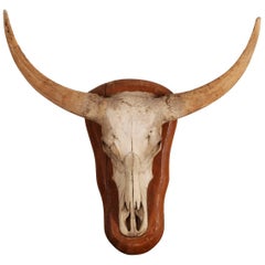 Old Mounted Steer Head