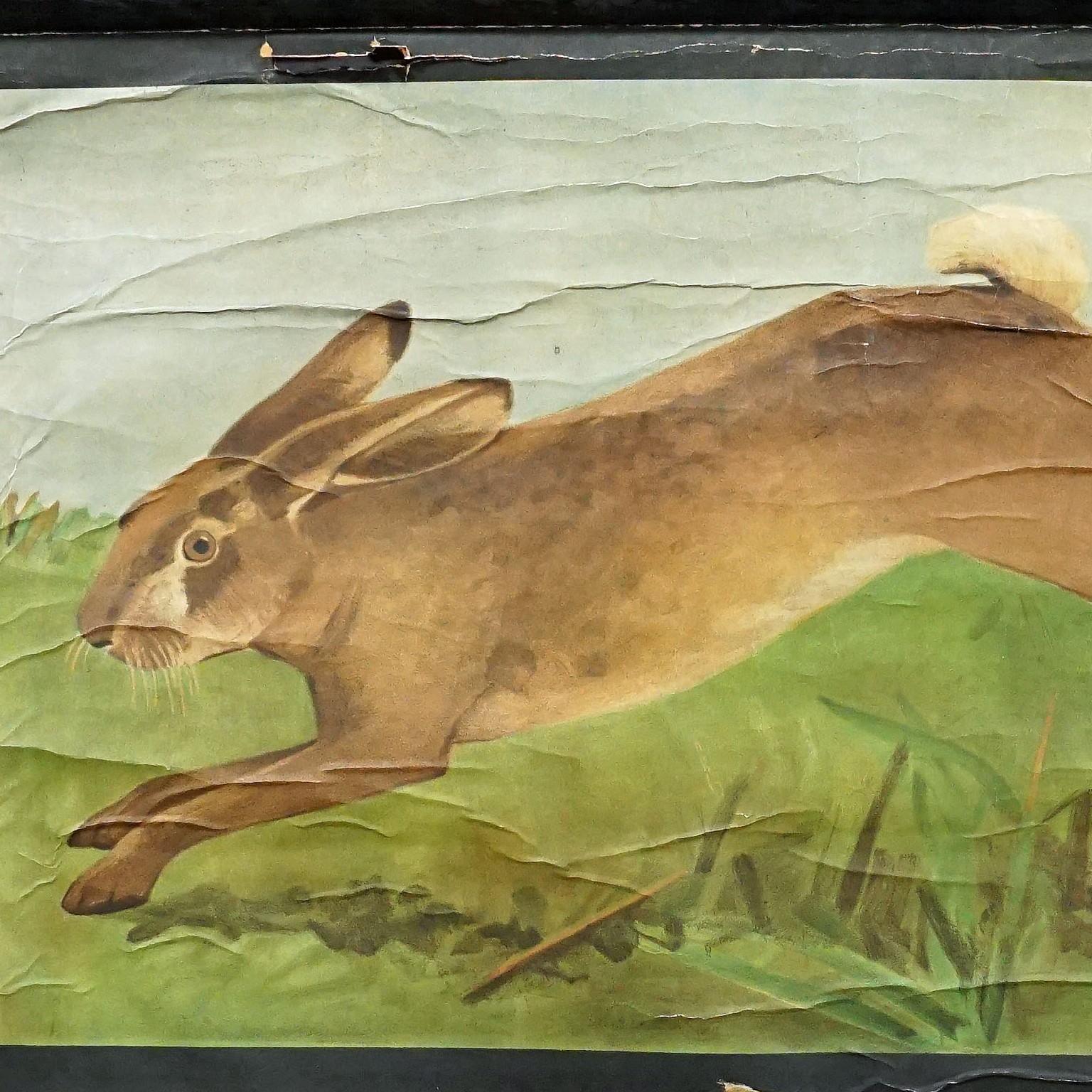 Old Mural Jung Koch Quentell Hare Rabbit Countrylife Rollable Wall Chart 

The old pull-down wallchart by the popular art team of Jung Koch Quentell illustrates a rabbit and its anatomy. Published by Fromann & Morian, Darmstadt sowie