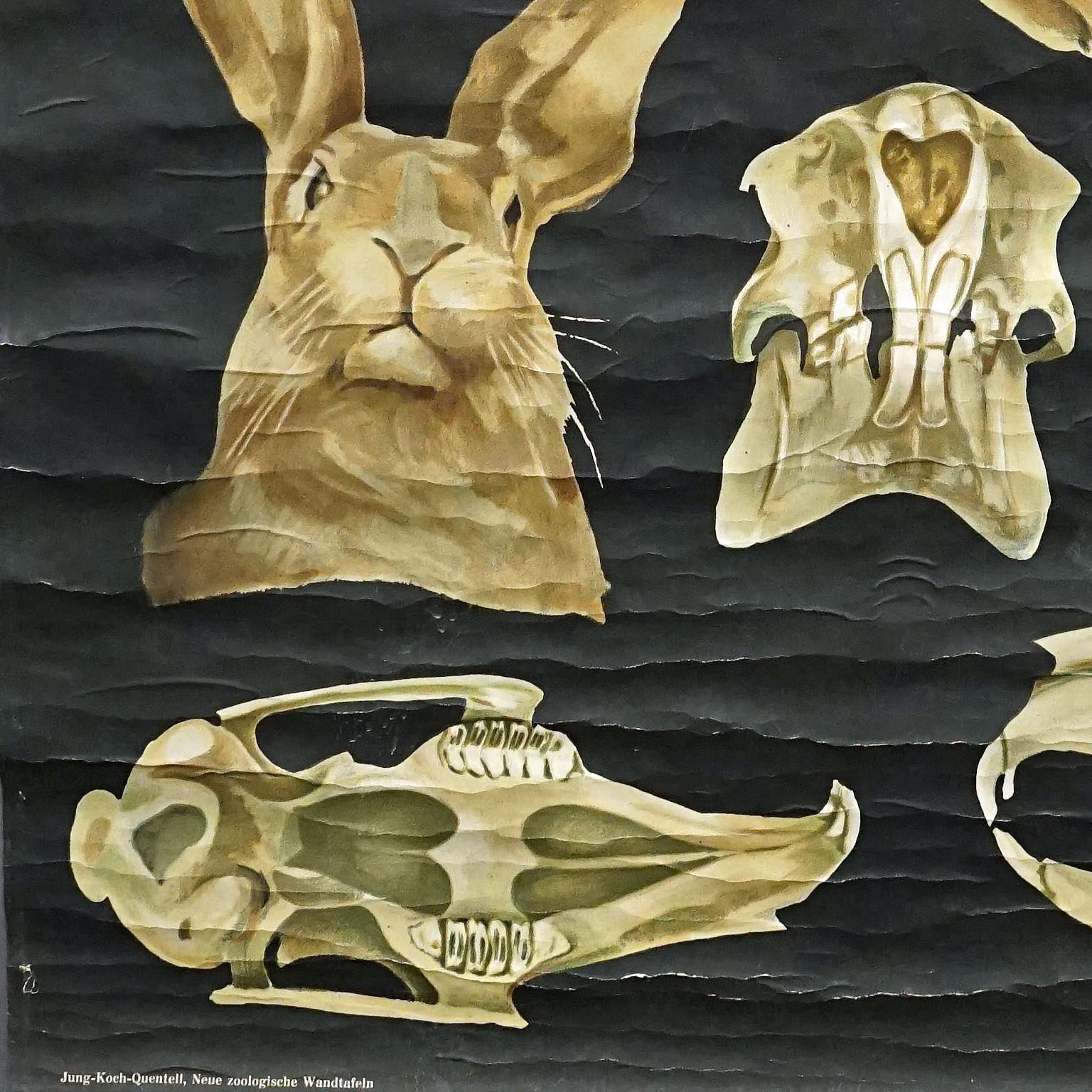 Canvas Old Mural Jung Koch Quentell Hare Rabbit Countrylife Rollable Wall Chart  For Sale