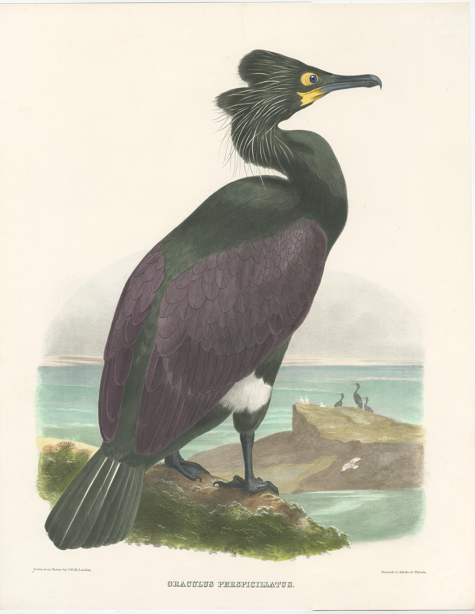 Antique bird print titled 'Graculus Perspicillatus'. 

Old bird print depicting the Spectacled Cormorant. This print originates from 'The new and heretofore unfigured species of the birds of North America', published 1866-1869.

This spectacular