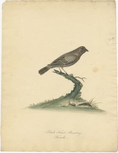 Old Original Engraving of the Female The Black-faced Bunting, 1794