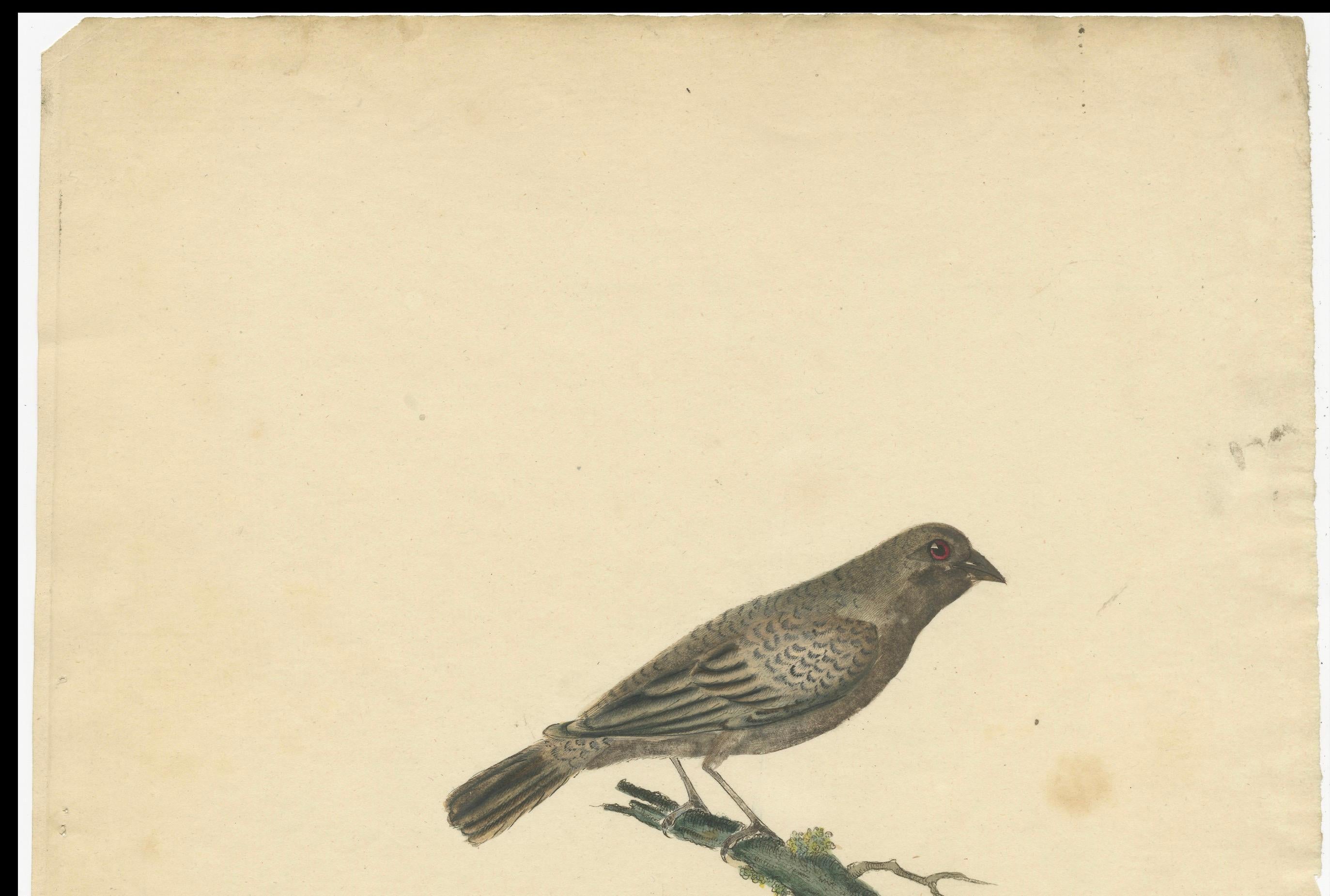 Old Original Engraving of the Female The Black-faced Bunting, 1794 In Good Condition For Sale In Langweer, NL