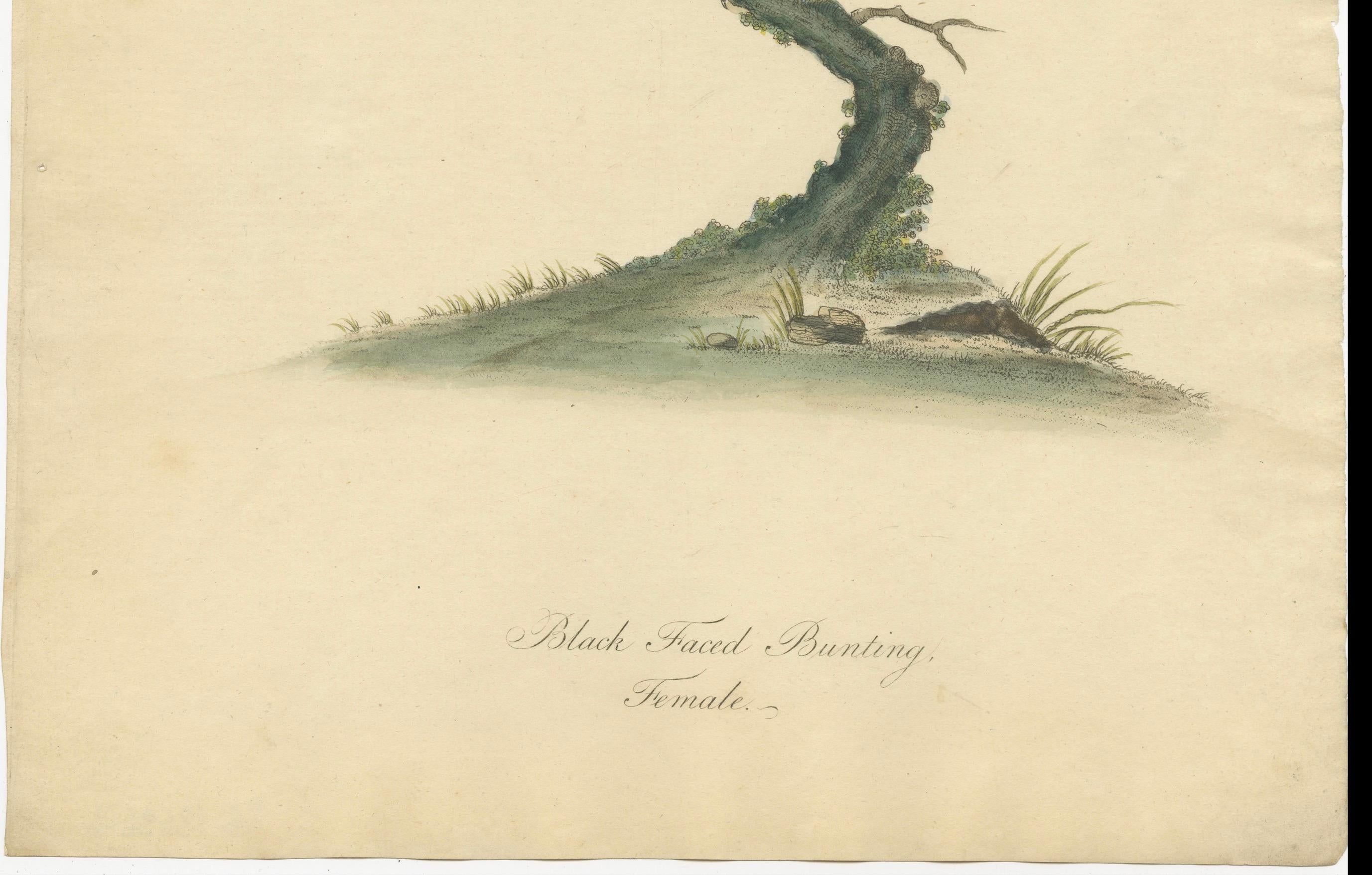 Late 18th Century Old Original Engraving of the Female The Black-faced Bunting, 1794 For Sale