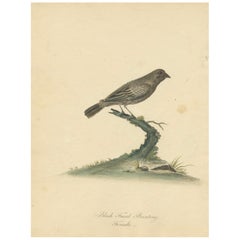 Antique Old Original Engraving of the Female The Black-faced Bunting, 1794
