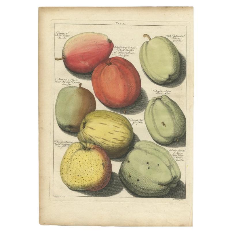 Antique print depicting apple variaties including the Pigeon of Passe Pomme, Rode Herfst- of Winter Calville, Witte Ribbert of Ribling, Winter Parmain Pepping, Paasch Appel, Wyker Pepping, Roomse Griet, Witte Winter Calville. (Calville Rouge