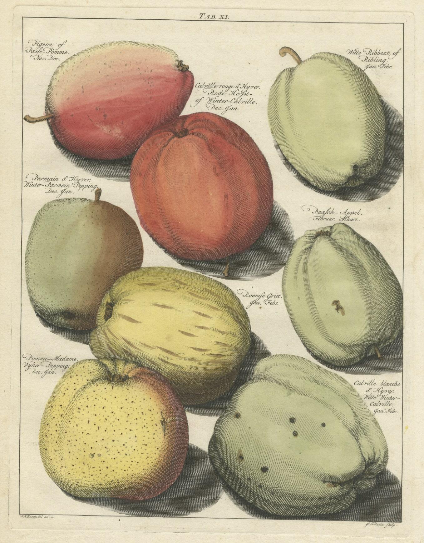 Old Original Hand-Colored Engraving of Various Apples, 1758 In Good Condition For Sale In Langweer, NL