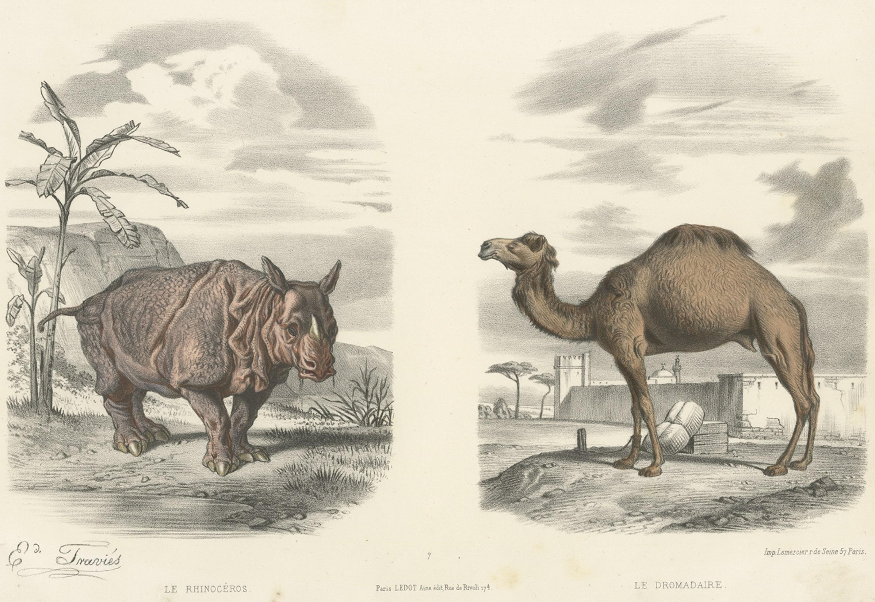 Antique print titled 'Le Rhinocéros - Le Dromadaire'. 

Old print of a Rhino and dromedary. This print originates from 'Types du regne animal; Buffon en estampes', a book with 48 hand-colored plates of animals.

Artists and Engravers: Édouard
