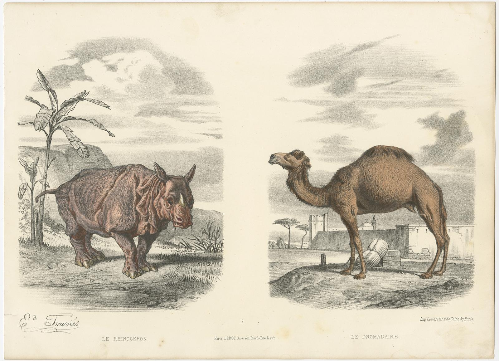 Old Original Hand-Colored Print of a Rhino and Dromedary, ca.1860 In Good Condition For Sale In Langweer, NL