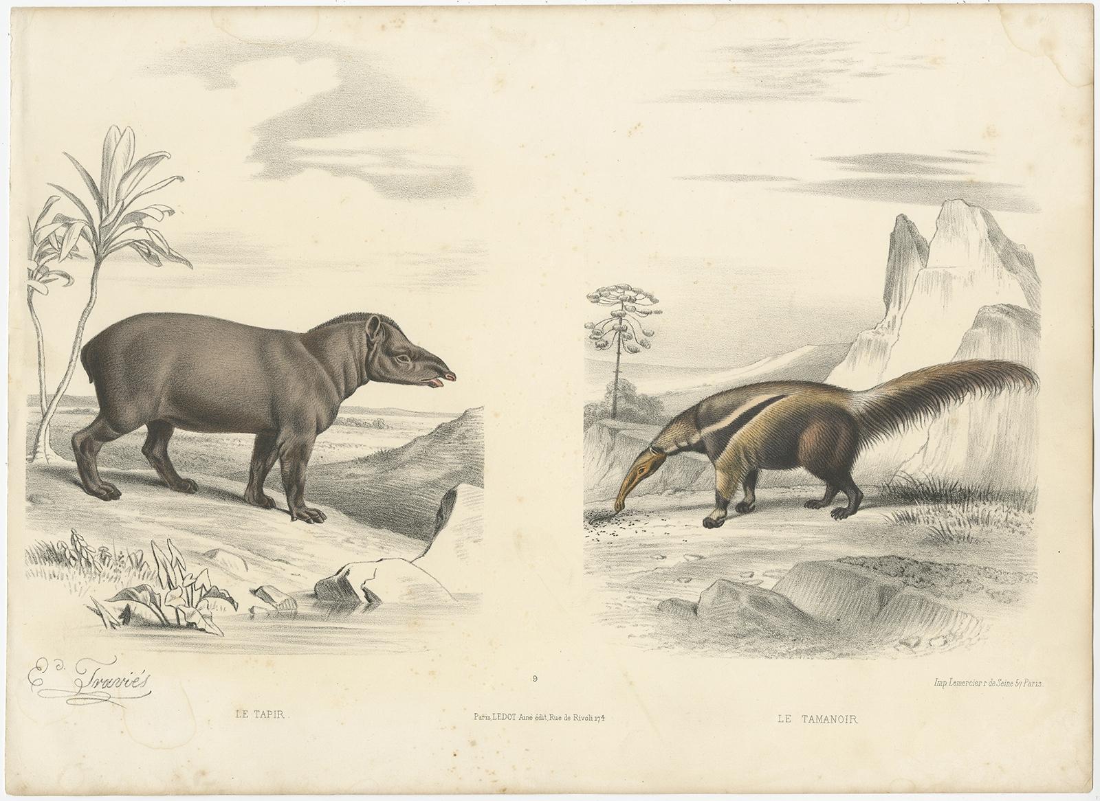 Antique print titled 'Le Tapir - Le Tamanoir'. 

Old print of a tapir and an anteater. This print originates from 'Types du regne animal; Buffon en estampes', a book with 48 hand-colored plates of animals.

Artists and Engravers: Édouard Traviès
