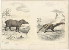 Old Original Hand-Colored Print of a Tapir and an Anteater, ca.1860