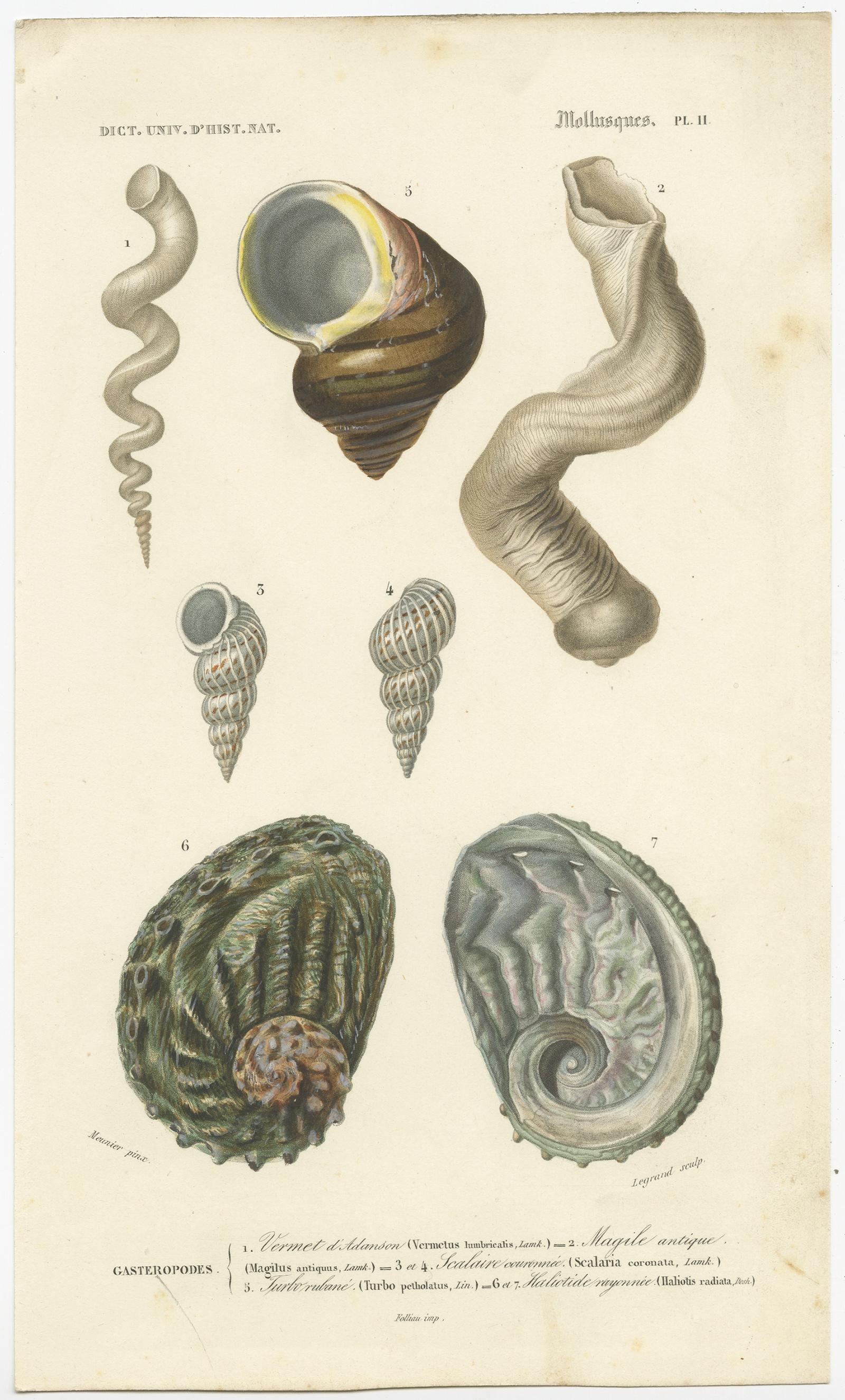 Antique print titled 'Pl. 11 Mollusques'. 

Old print of different types of molluscs. This print originates from 'Dictionnaire Universel d’Histoire Naturelle' by Charles D’Orbigny.

Artists and Engravers: Published by Renard, Martinet & Co.