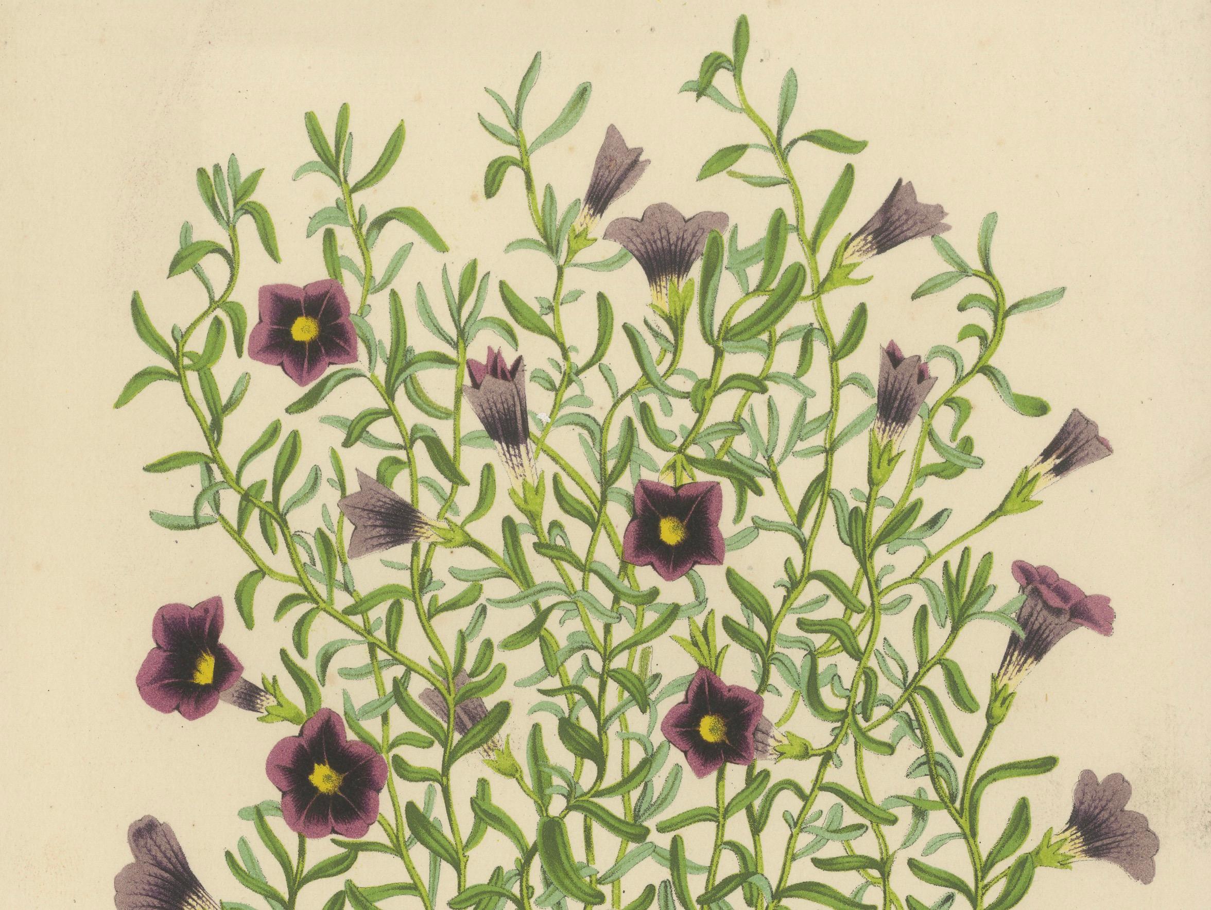 Petunia Intermedia Botanical Illustration by Louis van Houtte, 1854-1855

This illustration showcases Petunia intermedia, a species belonging to the Petunia genus, which is widely recognized for its ornamental value and vibrant blooms. 

The