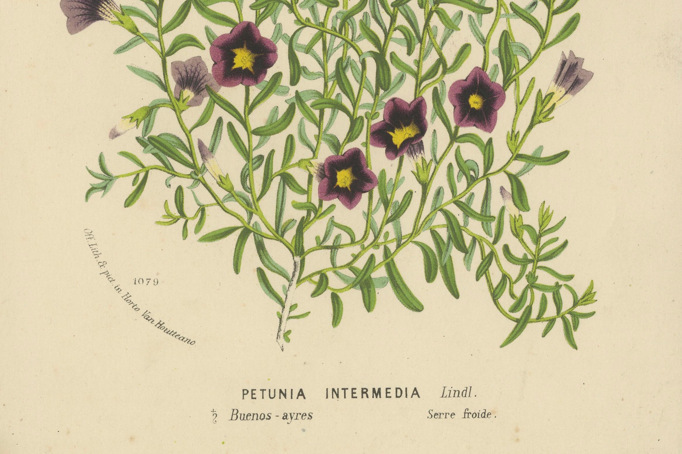 Old Petunia Intermedia Botanical Illustration by Louis van Houtte, 1854-1855 In Good Condition In Langweer, NL