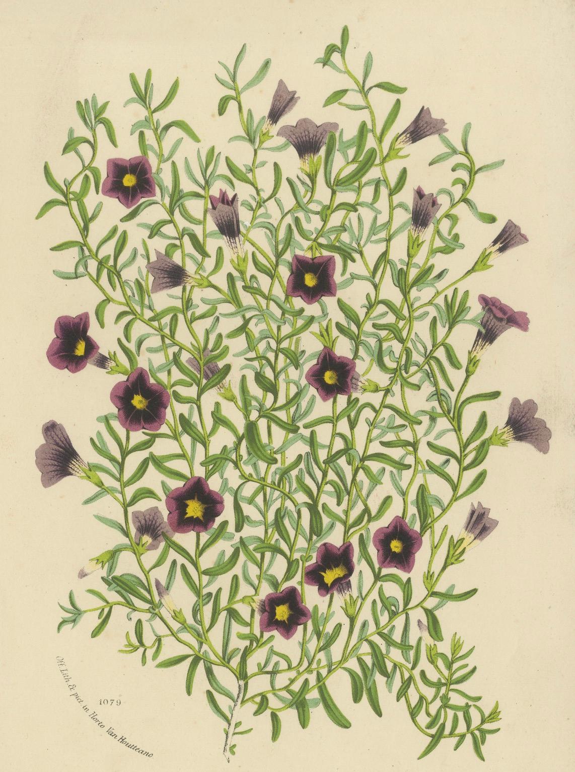 Mid-19th Century Old Petunia Intermedia Botanical Illustration by Louis van Houtte, 1854-1855