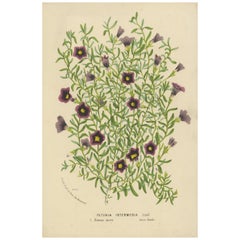 Antique Old Petunia Intermedia Botanical Illustration by Louis van Houtte, 1854-1855