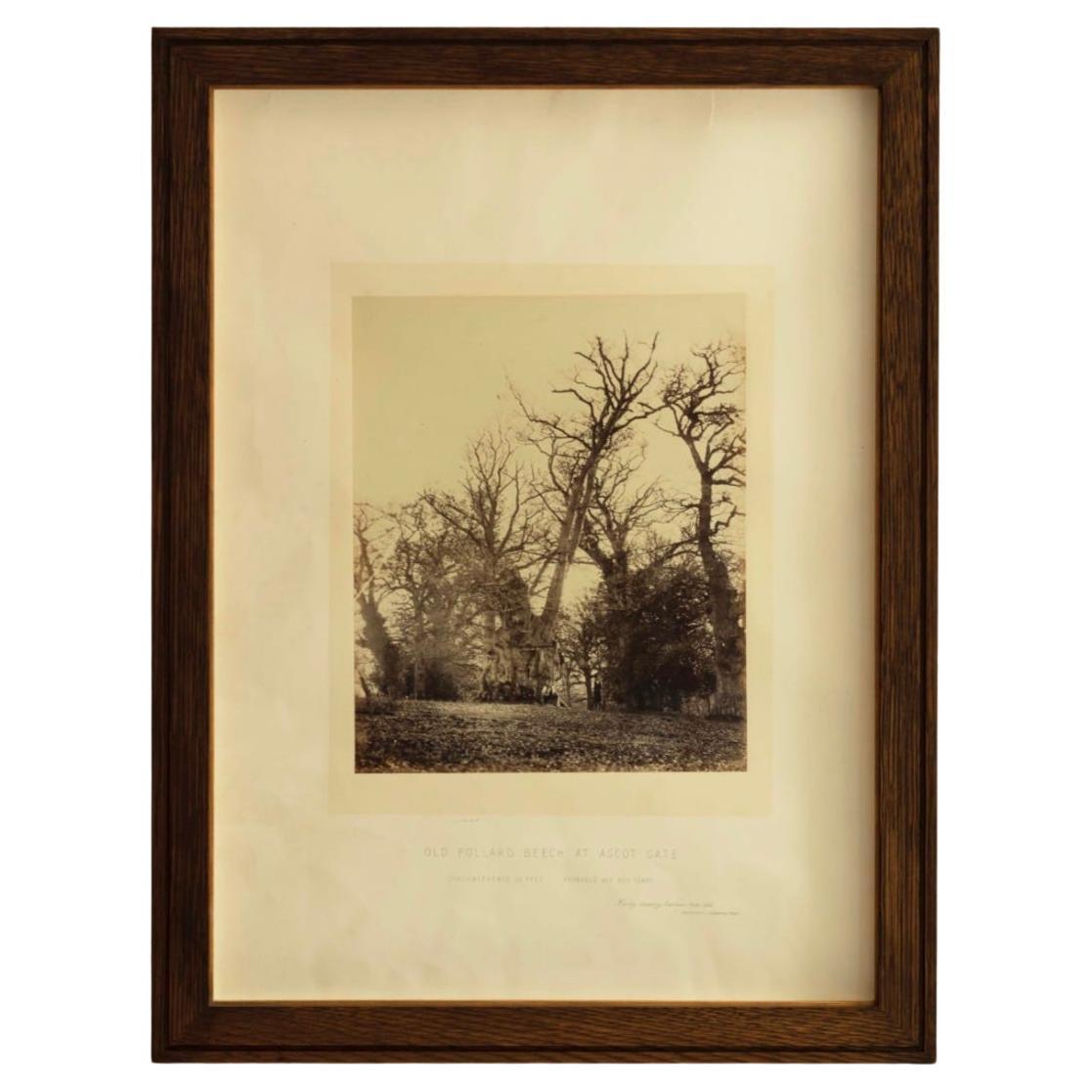 Old Pollard Beech at Ascot Gate Print Inscribed For Sale