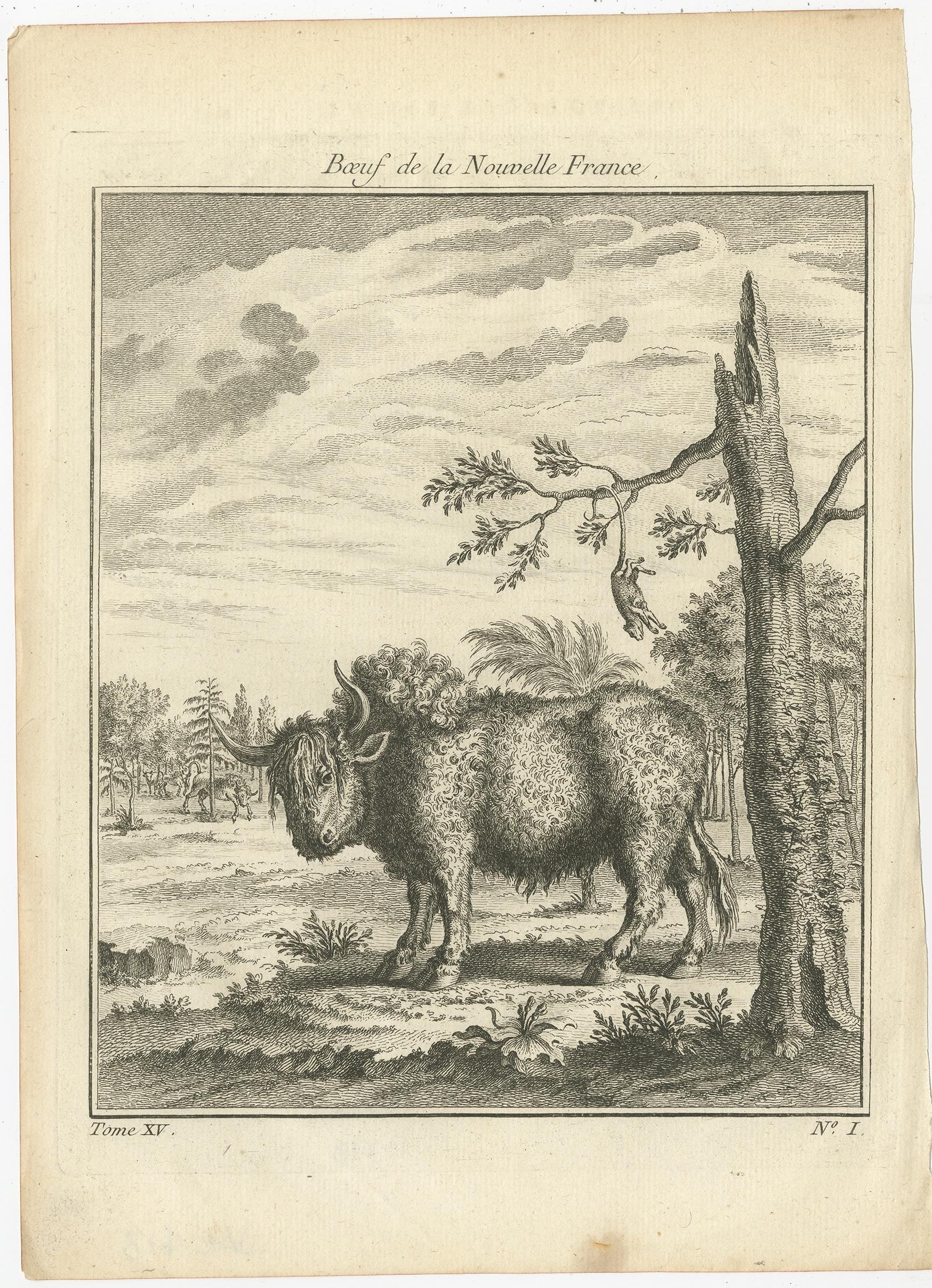 Antique print titled 'Boeuf de la Nouvelle France'. 

Print of a bull from New France, also sometimes known as the French North American Empire or Royal New France, was the area colonized by France in America, beginning with the exploration of the