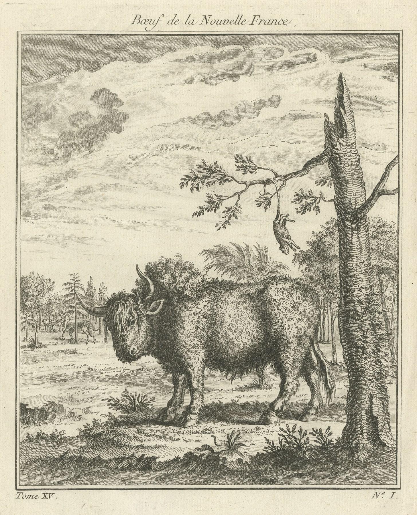 Old Print of a Bull or Bison from the French North America, Canada, Ca.1760 In Good Condition For Sale In Langweer, NL
