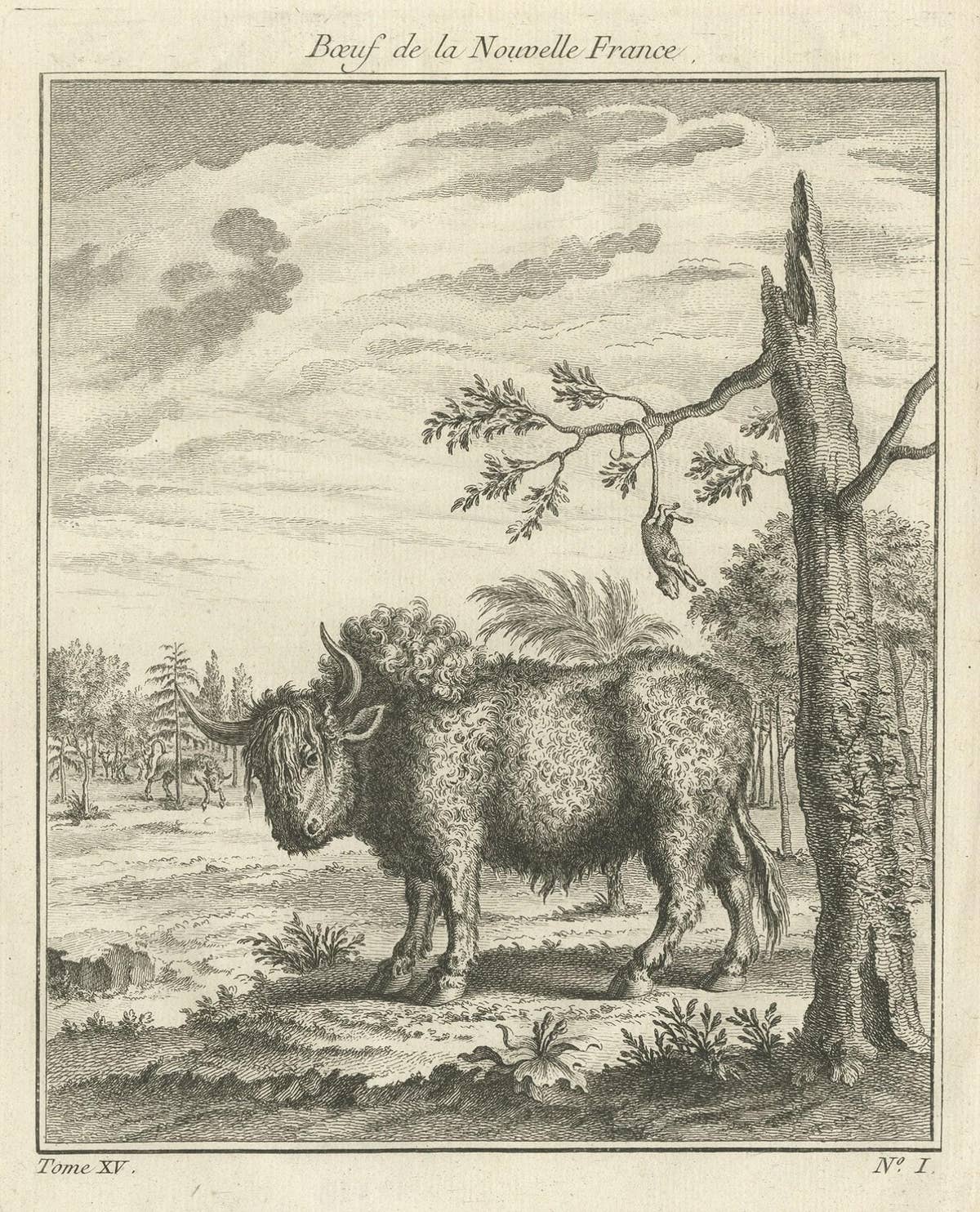 Old Print of a Bull or Bison from the French North America, Canada, Ca.1760