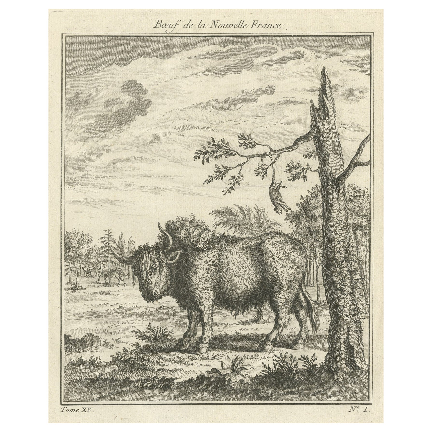 Ancienne estampe d'un taureau ou d'un bison d'Amérique du Nord française, Canada, vers 1760