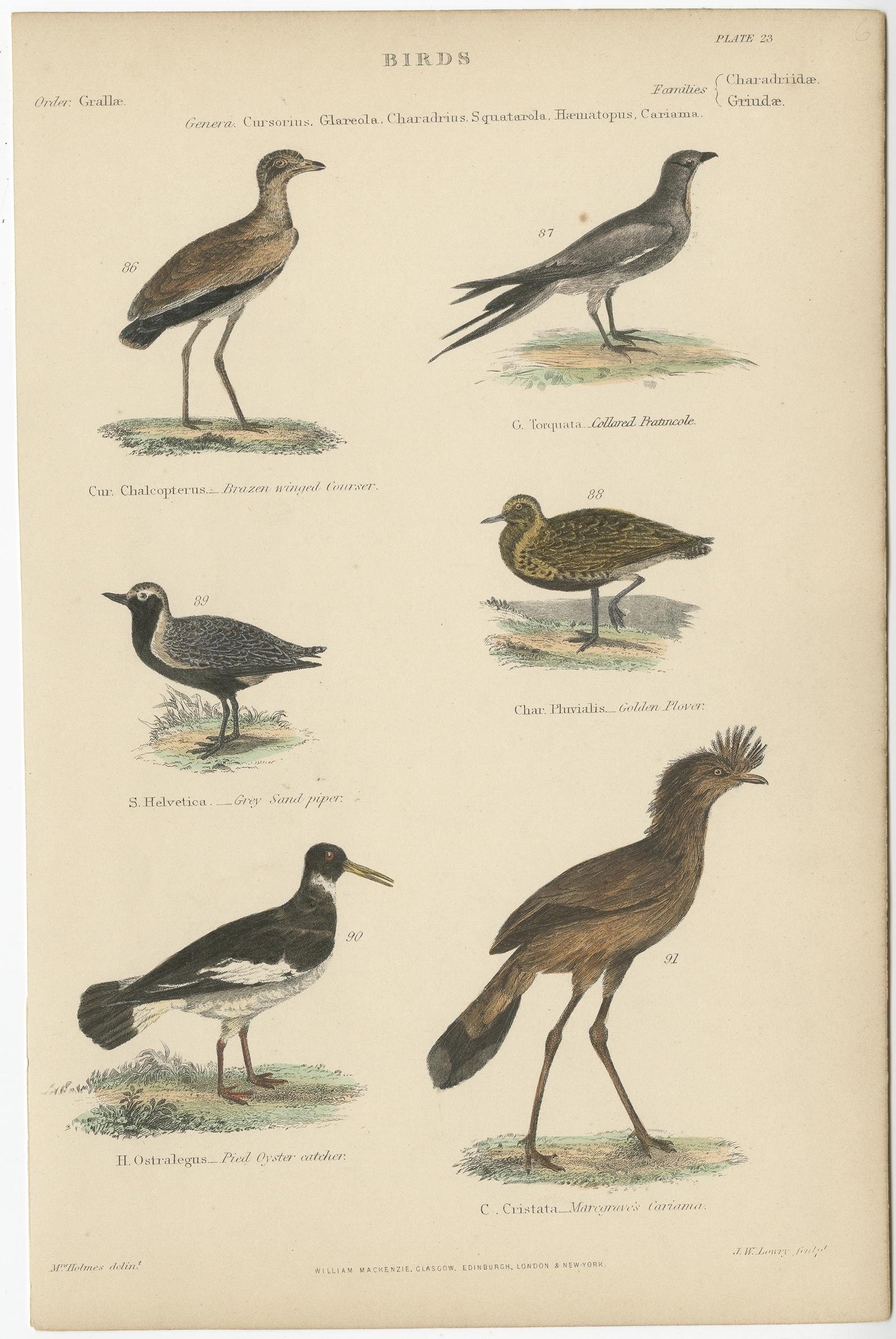 Antique bird print depicting the brazen winged courser, collared pratincole, grey sandpiper, golden plover, pied oyster catcher and Marcgrave's Cariama. This print originates from 'Museum of Natural History' by Sir John Richardson.

Artists and