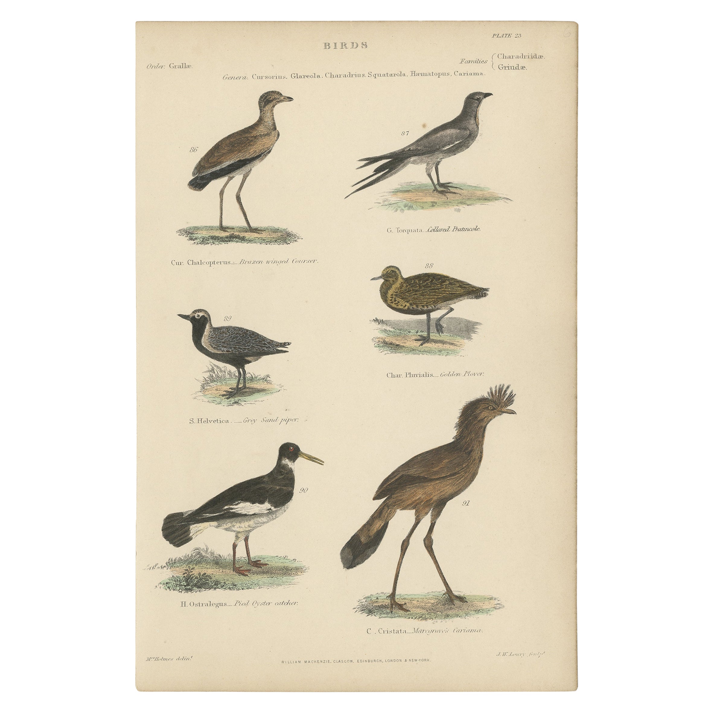 Old Print of a Courser, Kragen Pratincole, Sandpiper, Plover, Cariama, um 1860