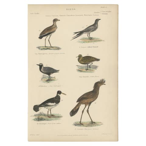 Old Print of a Courser, Collared Pratincole, Sandpiper, Plover, Cariama, c.1860